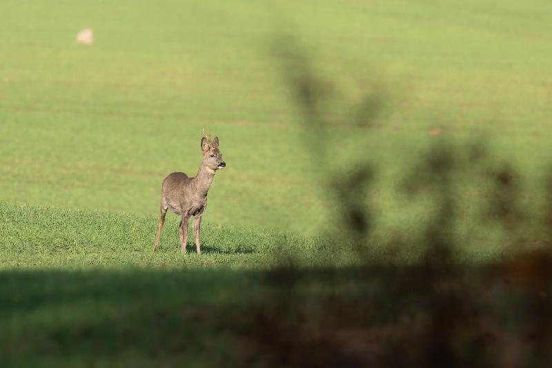 Das Reh und die Krähe