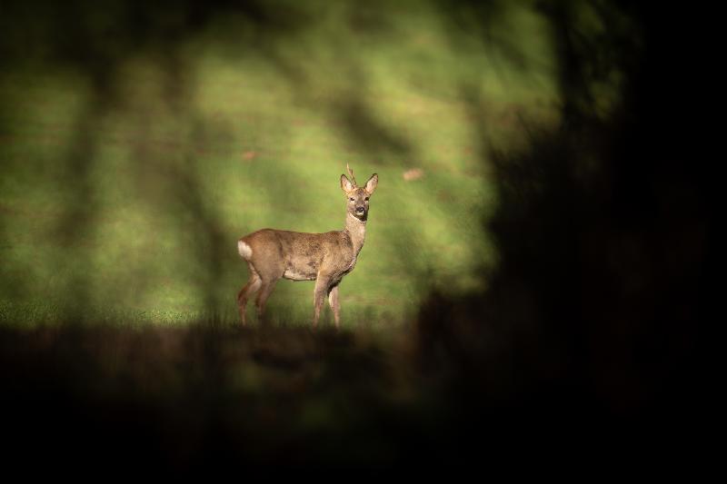 Das Reh und die Krähe