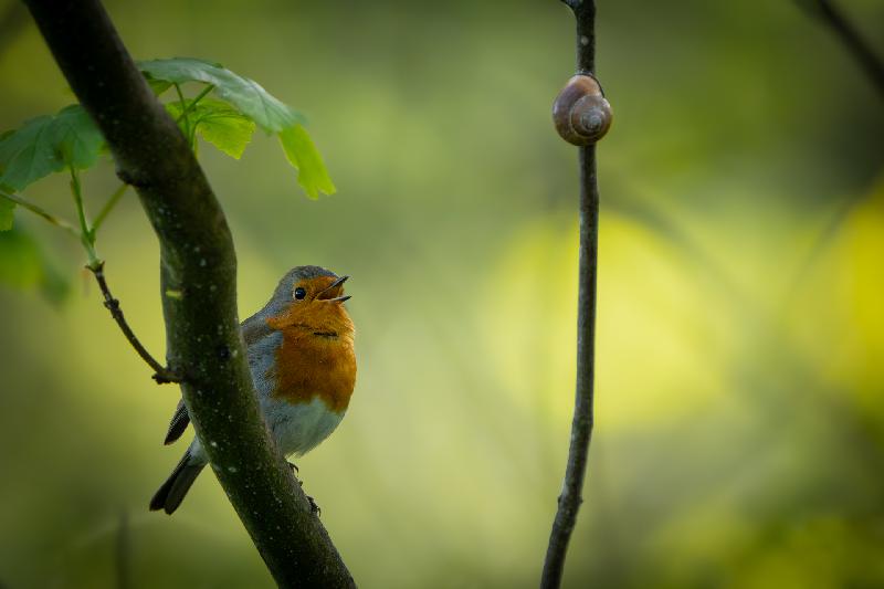 Das Rotkehlchen und die Schnecke