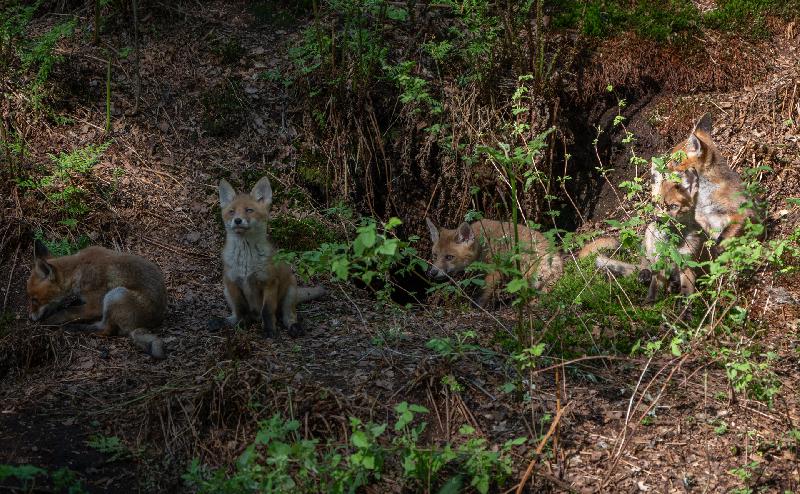 Die Fuchsbande vom Hohenbökener Moor