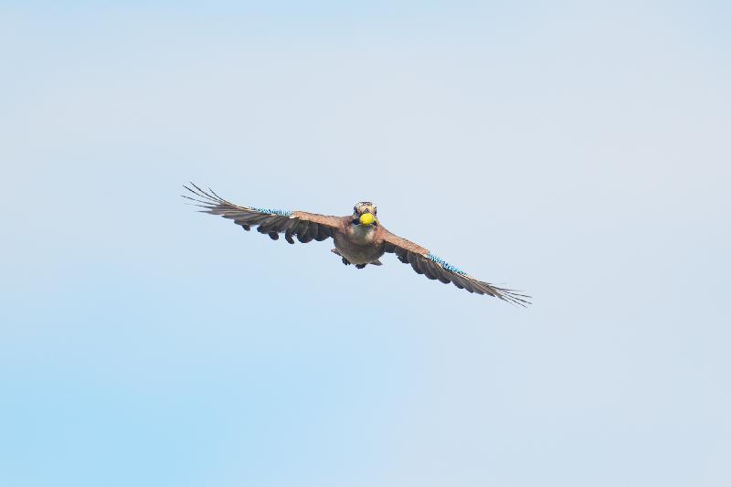 Eichelhäher mit Eichel im Flug