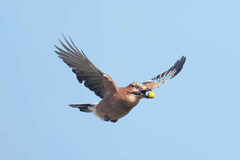 Eichelhäher mit Eichel im Flug