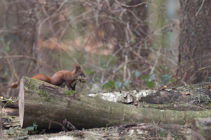 Eichhörnchen beim Sammeln