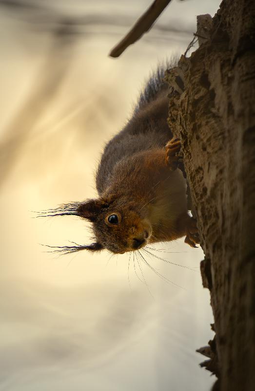 Eichhörnchen im REgen