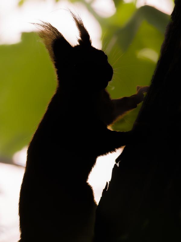 Eichhörnchen im dunklen Wald
