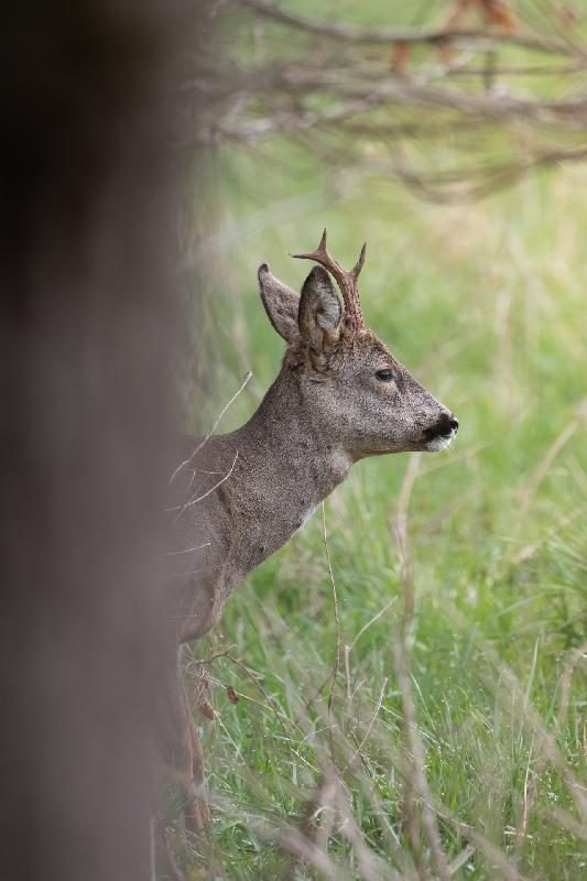 Einhörniger Rehbock