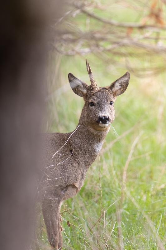 Einhörniger Rehbock