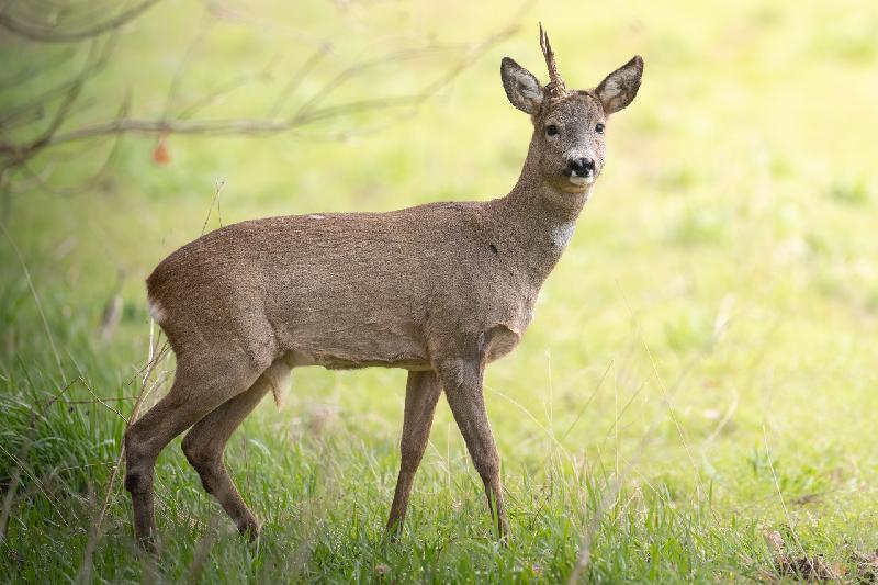 Einhörniger Rehbock