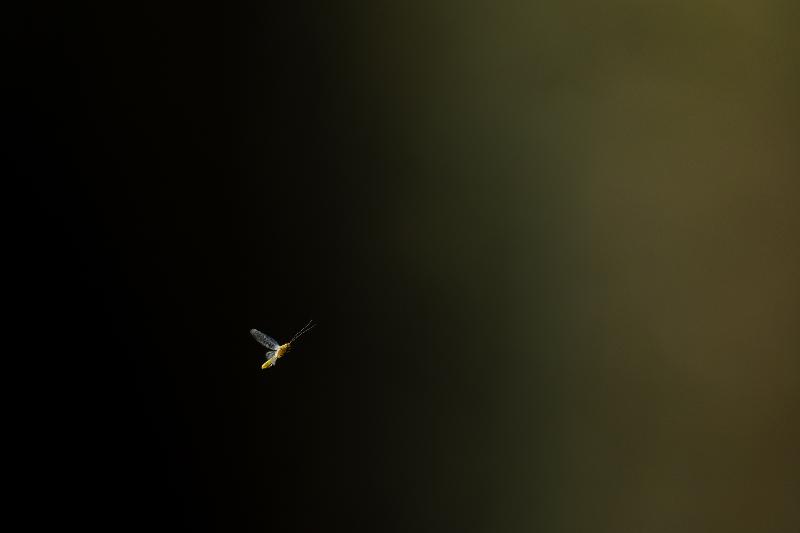 Eintagsfliege im Flug