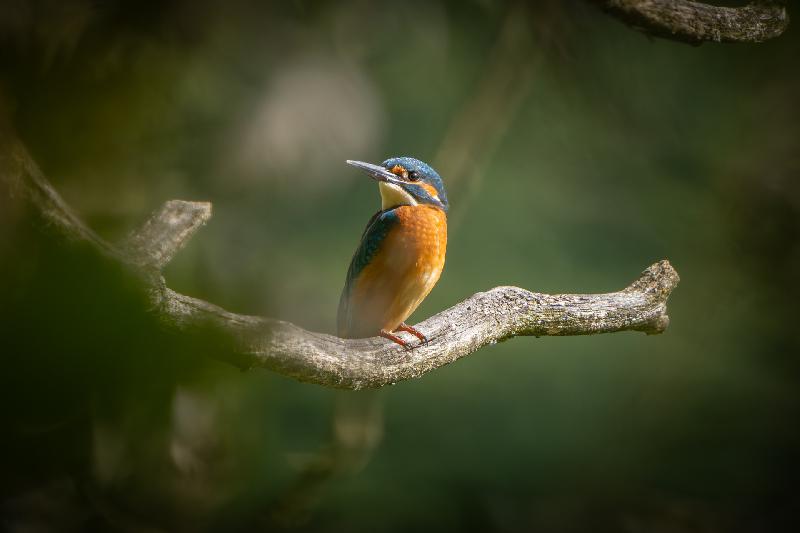 Eisvogel am Jungfernteich