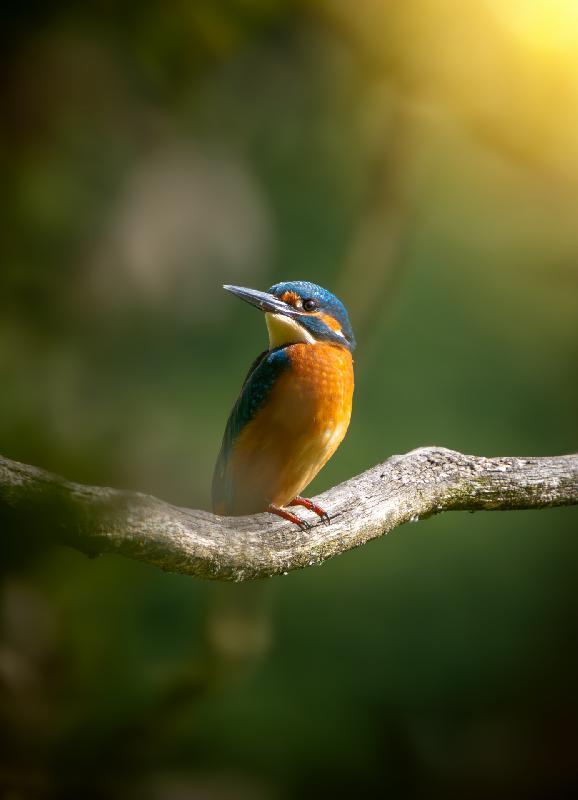 Eisvogel am Jungfernzeich in Wismar