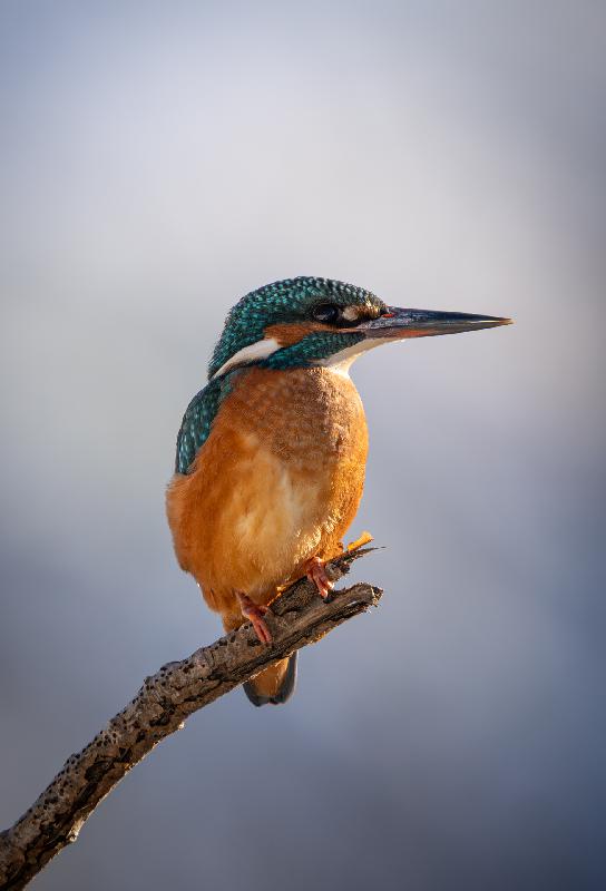 Eisvogel beim Ansitz