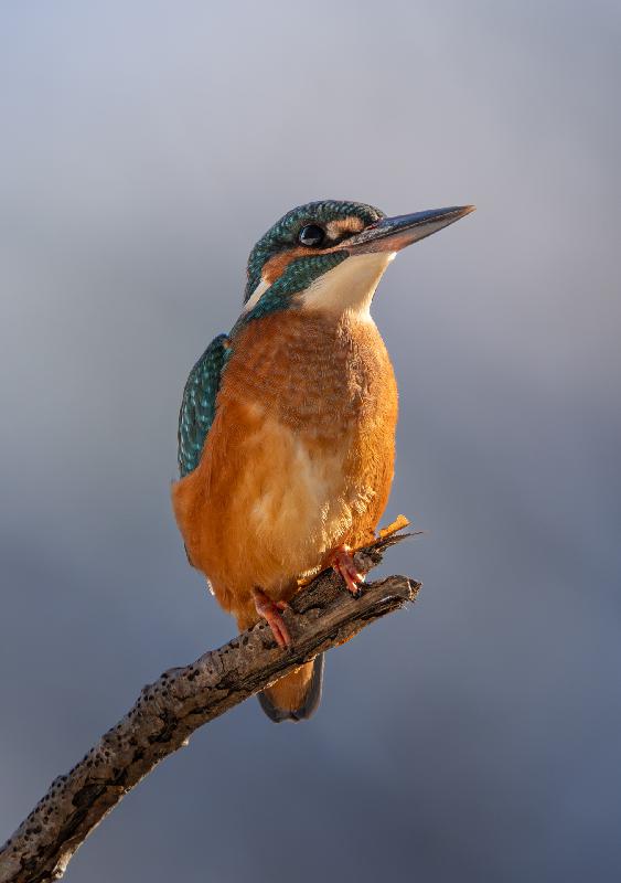 Eisvogel beim Ansitz