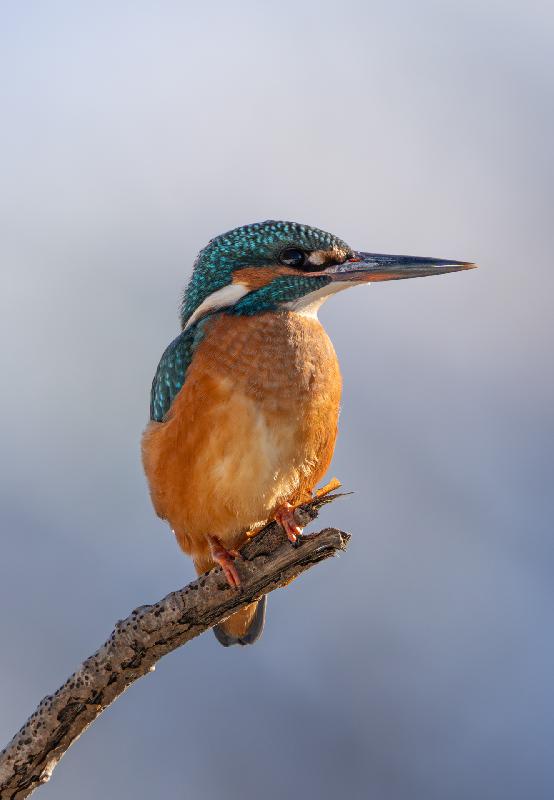 Eisvogel beim Ansitz