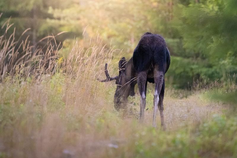 Elchbulle am frühen Morgen