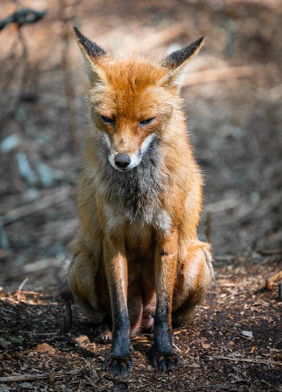 Erschöpfe Fuchsfähe