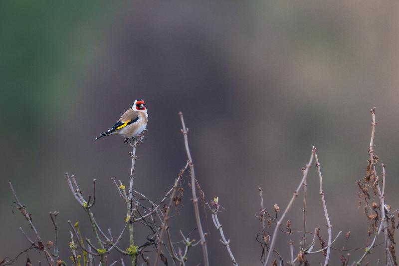 Etwas Farbe im tristen Grau