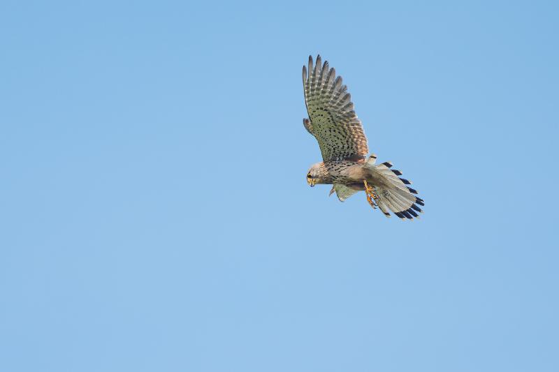 Falke rüttelt direkt über mir