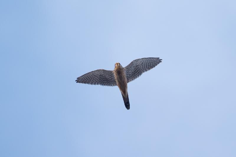 Falke über dem Garten