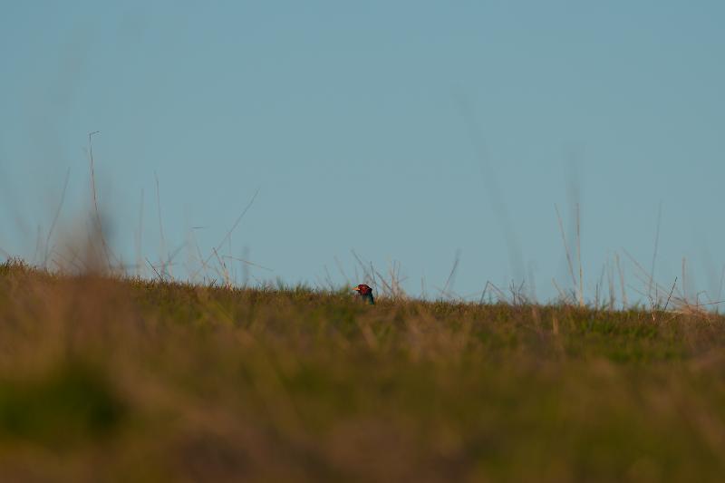 Fasan versteckt sich auf einer Wiese