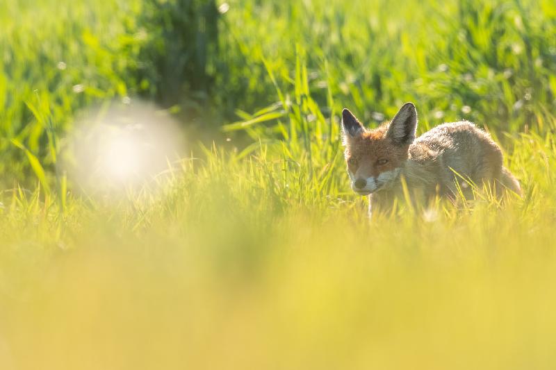 Fähe auf der Wiese