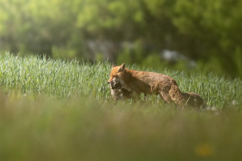 Fähe mit Beute - die Welpen freuen sich