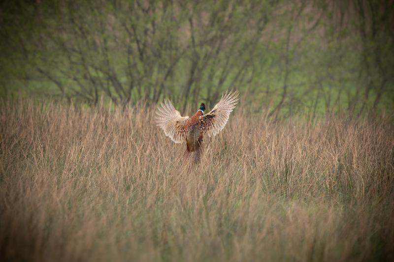Feldfasan startet