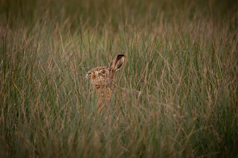 Feldhase