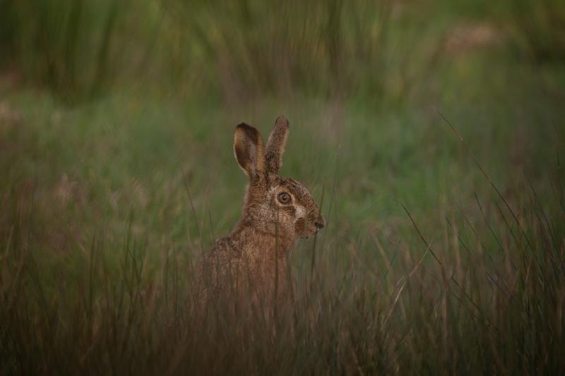 Feldhase
