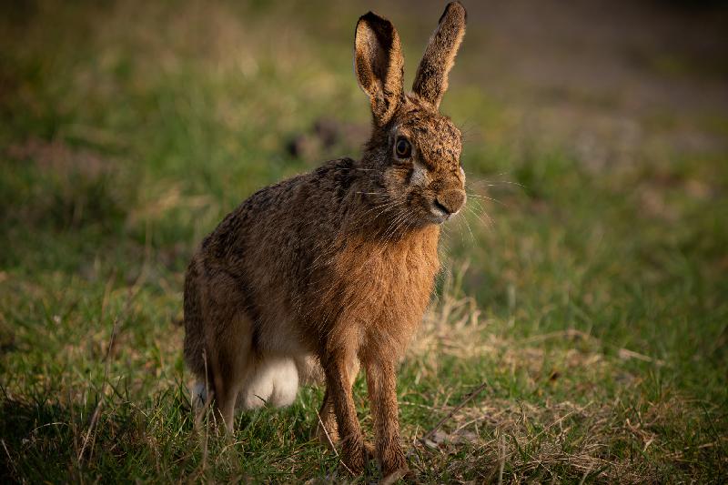 Feldhase