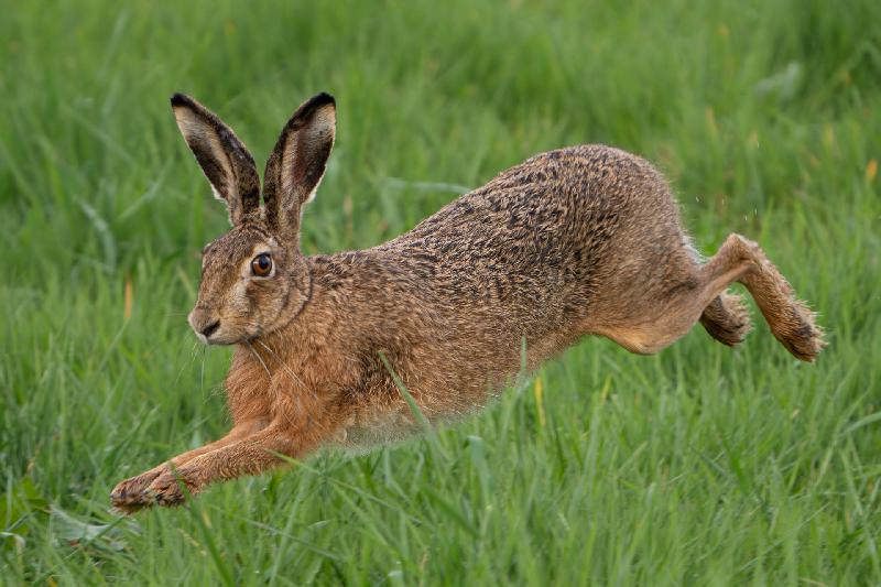Feldhase hat es eilig