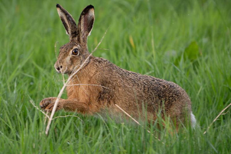 Feldhase hat es eilig
