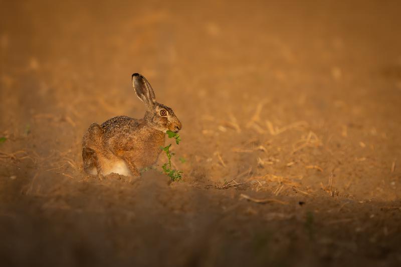 Feldhase im Morgenlicht