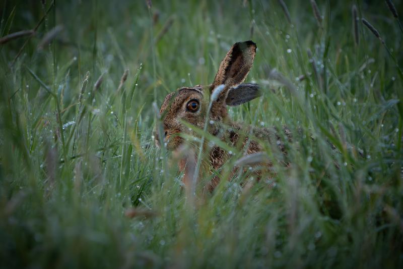 Feldhase im Morgentau
