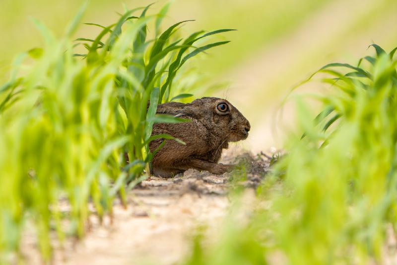 Feldhase in eine Furche