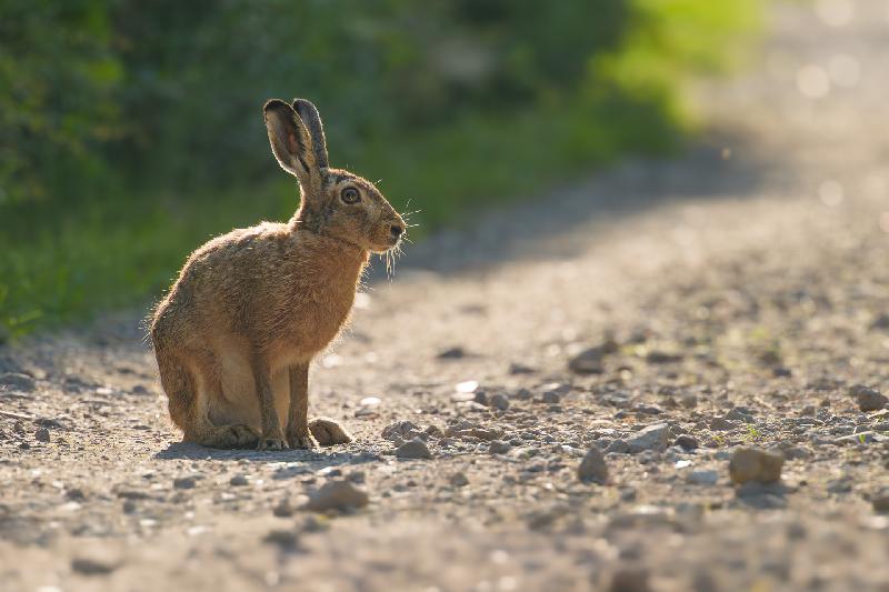 Feldhase in einer Gartenanlage bei Wismar