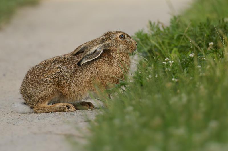 Feldhase in einer Gartenanlage bei Wismar