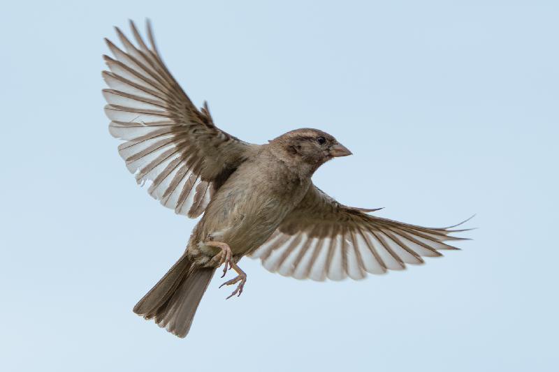 Feldsperling im Flug