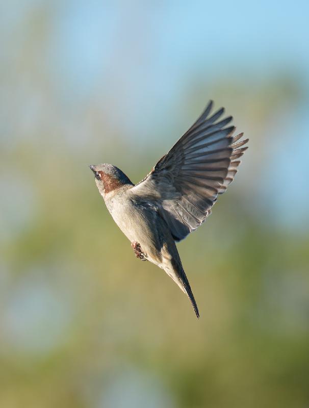 Feldsperling im Flug