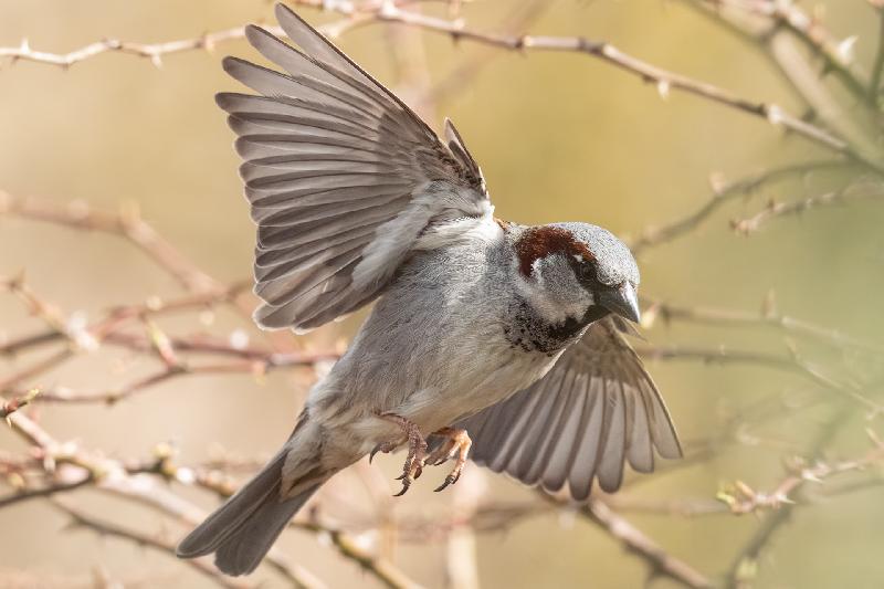 Feldsperling im Flug