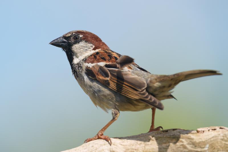 Feldsperling im Garten