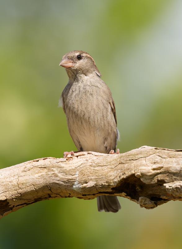 Feldsperling im Garten