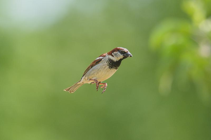 Feldsperling im Garten