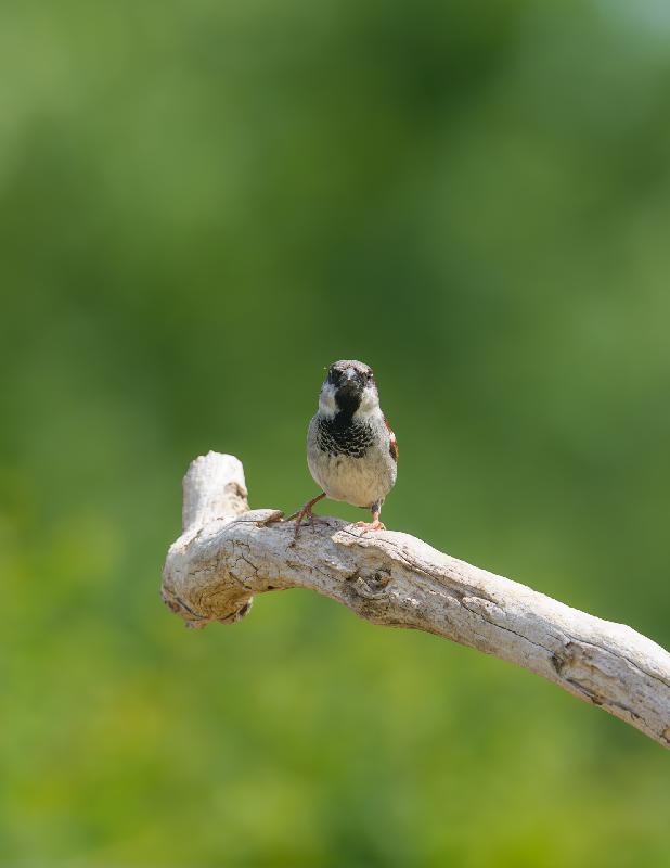 Feldsperling im Garten
