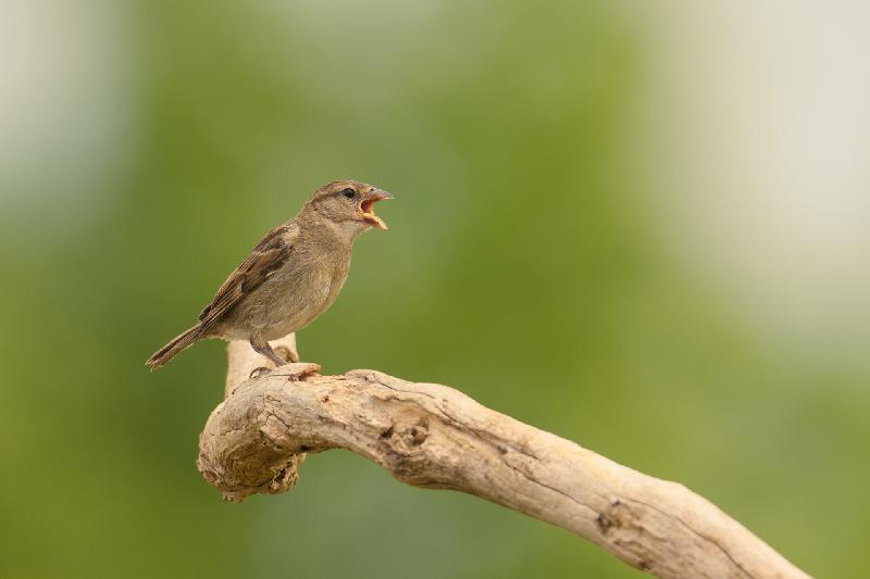 Feldsperling im Garten