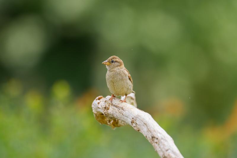 Feldsperling im Garten