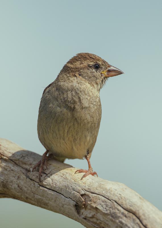 Feldsperling im Garten