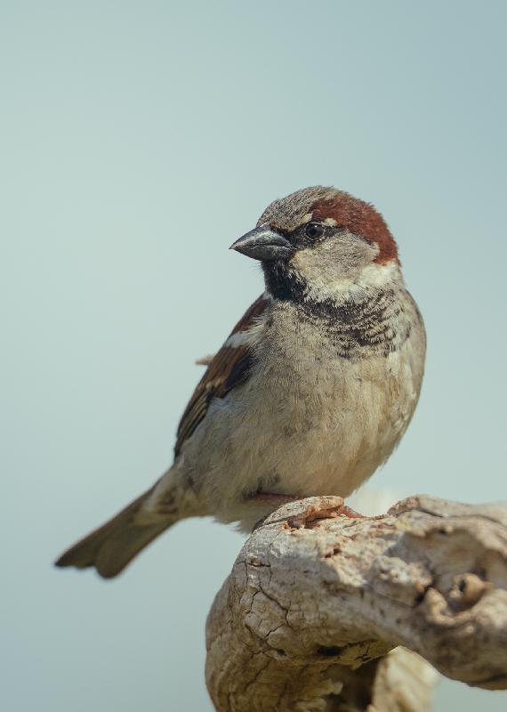 Feldsperling im Garten