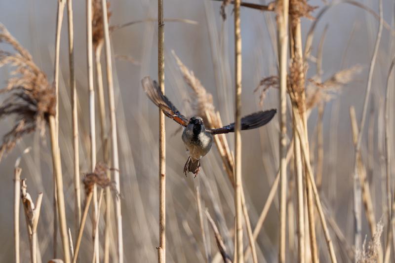 Feldsperling im Schilf-Parcour