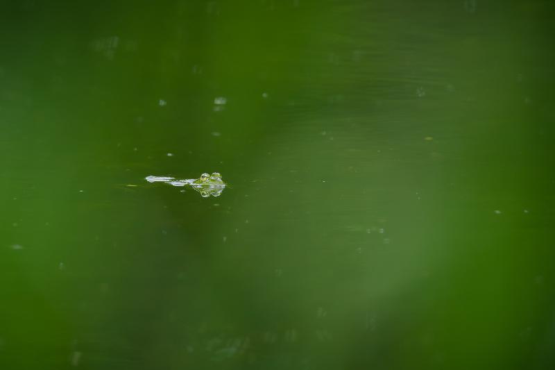 Frosch in kleinem Tümpel bei Wismar
